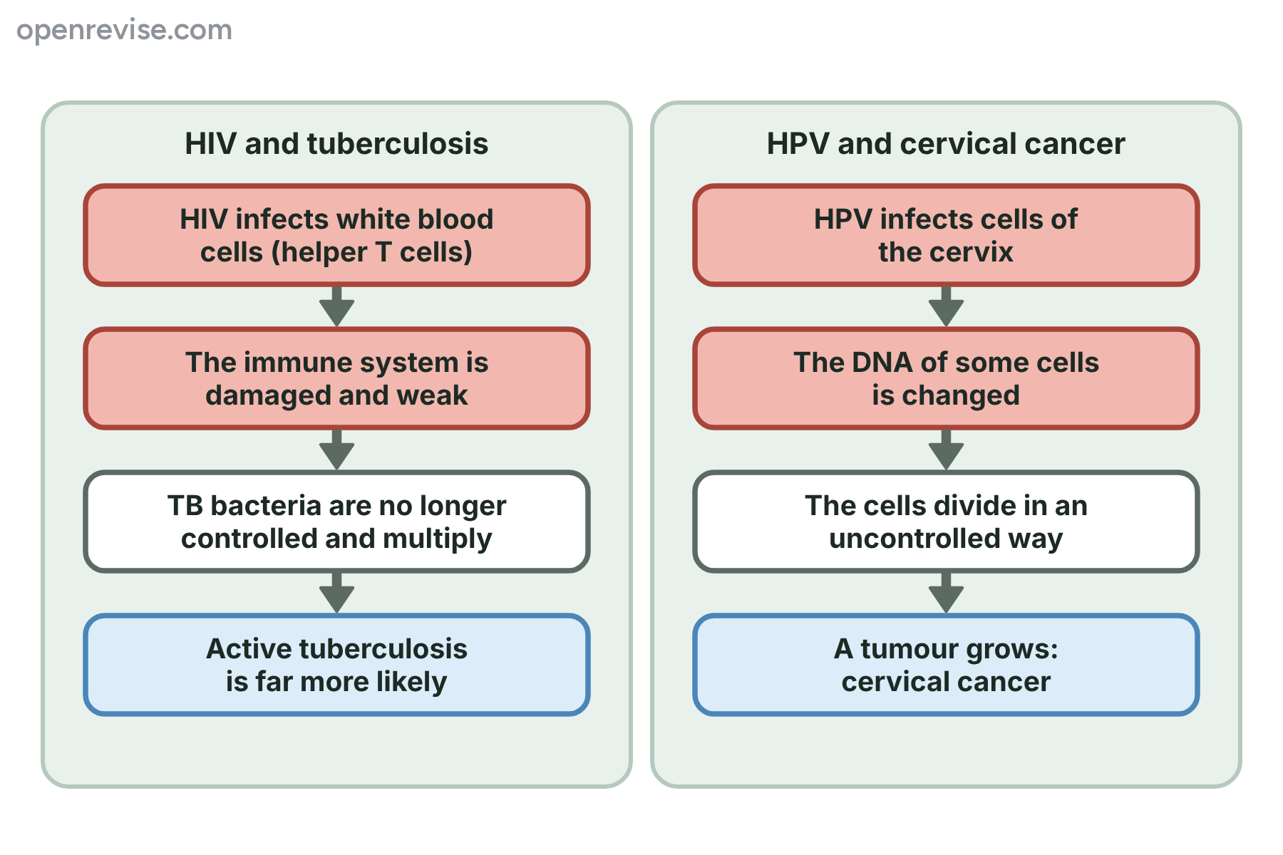 Two flow charts showing how HIV leads to tuberculosis and how HPV leads to cervical cancer.
