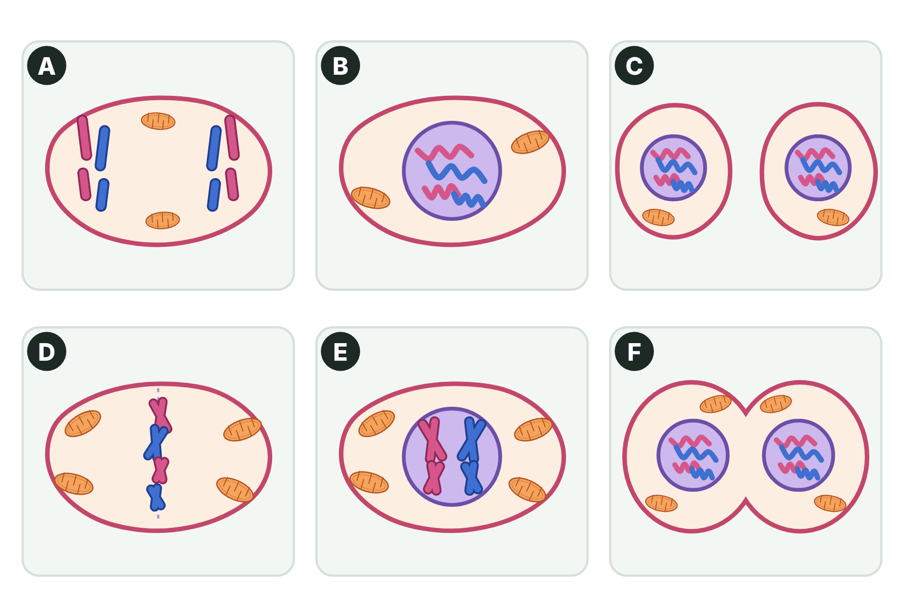 Six cells at different stages of mitosis, labelled A to F in the wrong order.