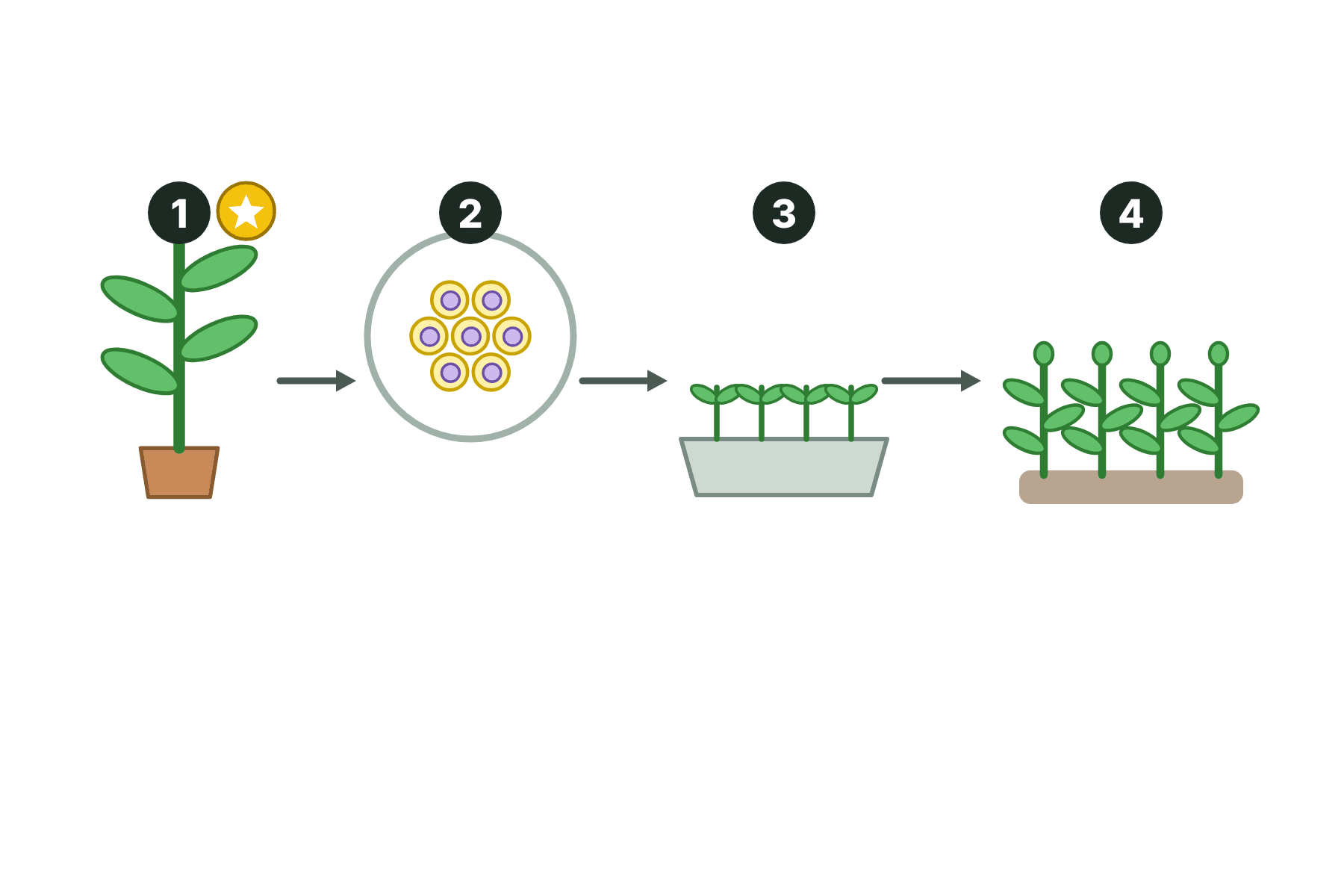 Four numbered pictures of cloning a plant, with no captions.