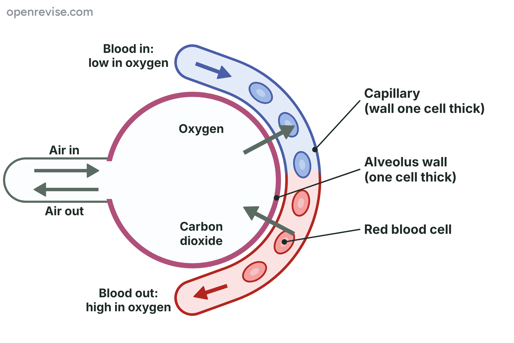 An alveolus with a capillary curving round it, showing oxygen diffusing from the air into the blood and carbon dioxide diffusing from the blood into the air.
