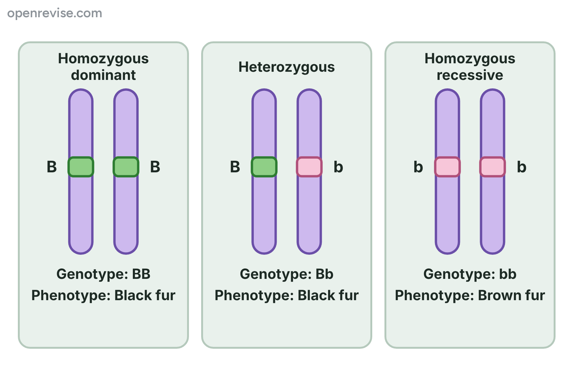 Three pairs of chromosomes showing the genotypes BB, Bb and bb and the fur colour each one gives.