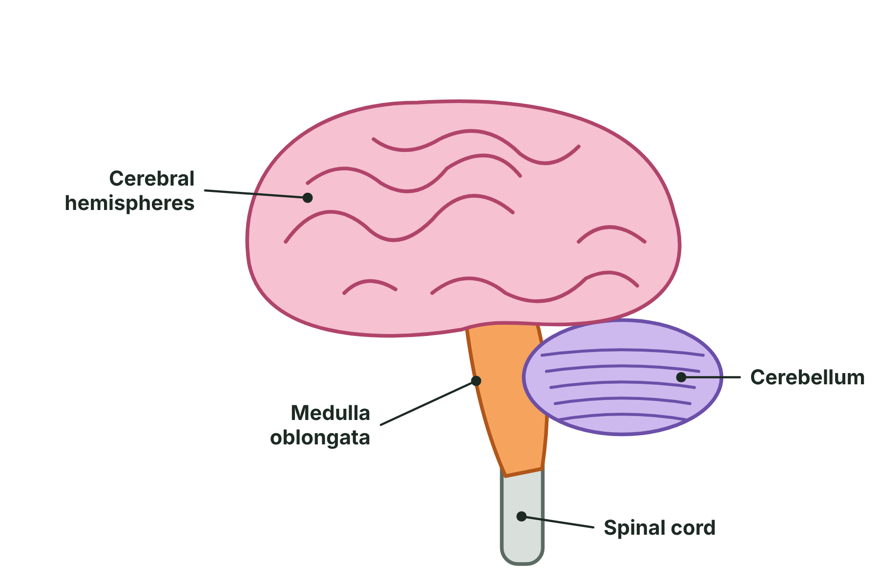 A side view of the brain showing the cerebral hemispheres, the cerebellum, the medulla oblongata and the start of the spinal cord.