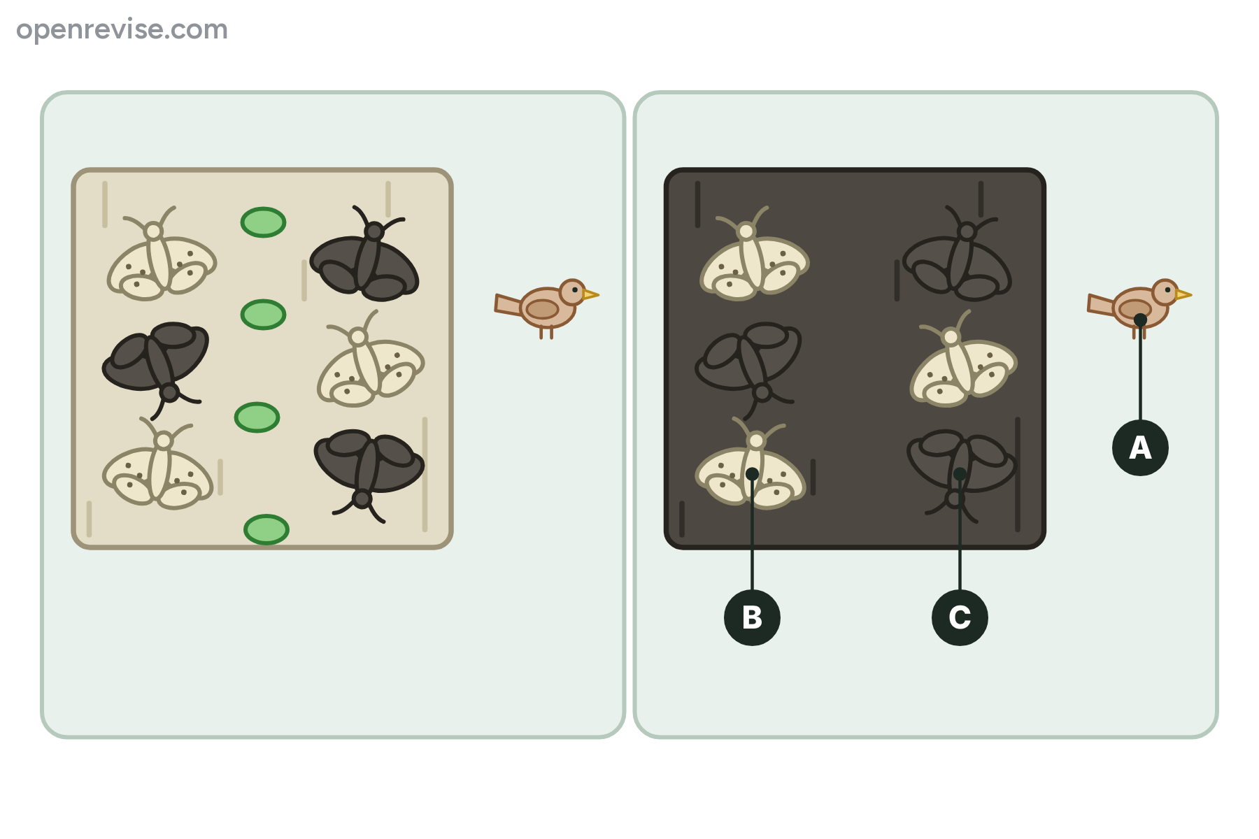 Pale and dark moths on pale bark and on dark bark, with three parts of the dark bark panel marked A, B and C.