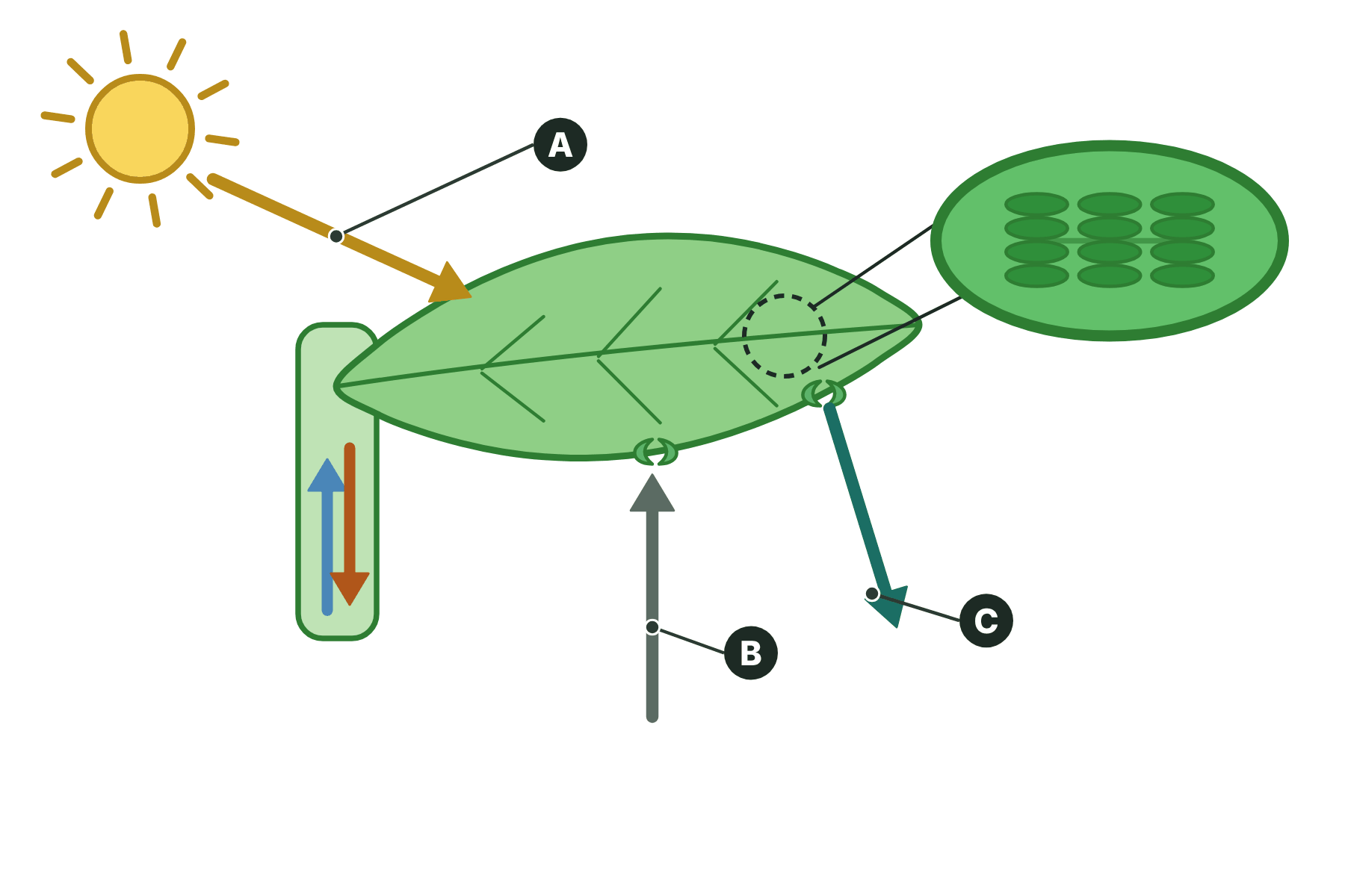A leaf with three arrows marked A, B and C.