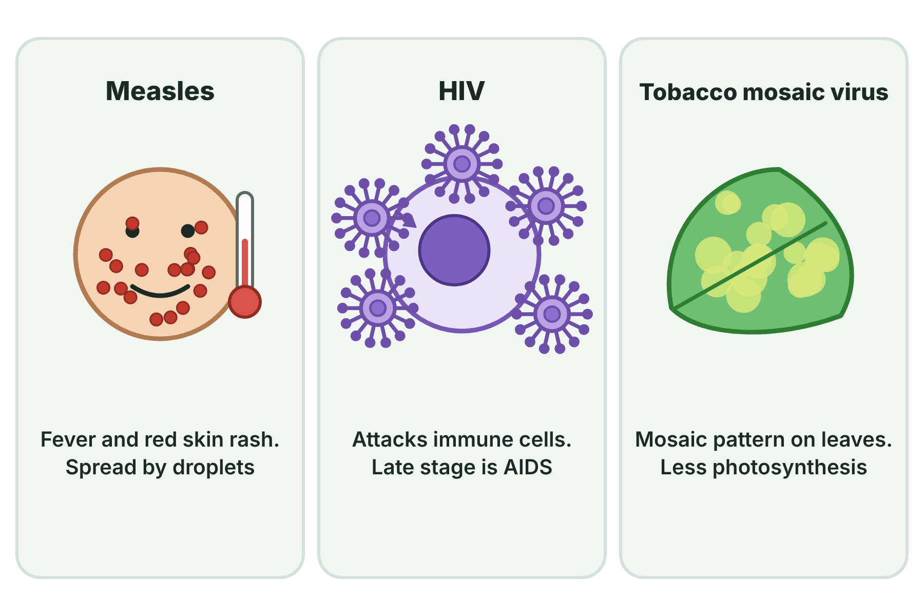 Three panels showing measles with a rash, HIV attacking a white blood cell, and a leaf with the mosaic pattern of tobacco mosaic virus.