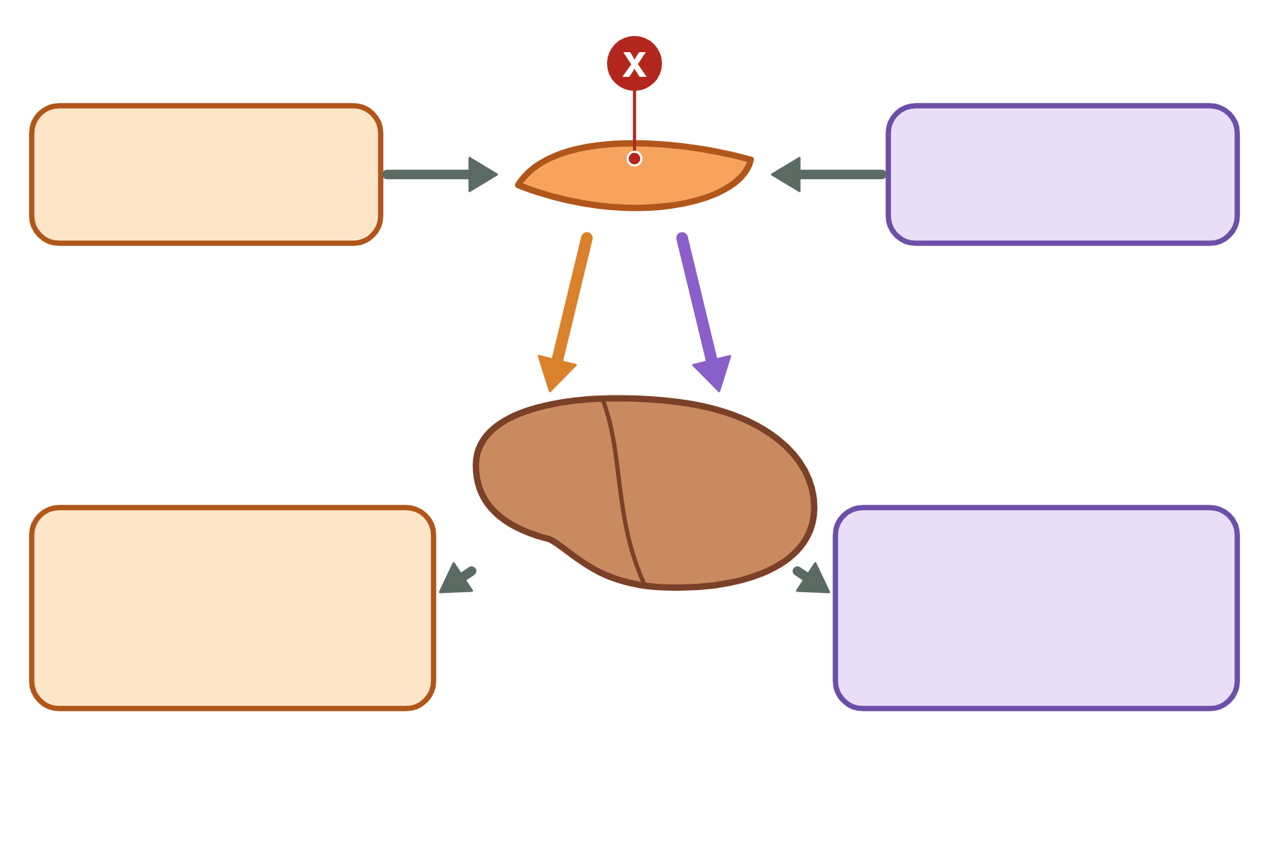 The blood glucose diagram with a pointer marked X to the pancreas.