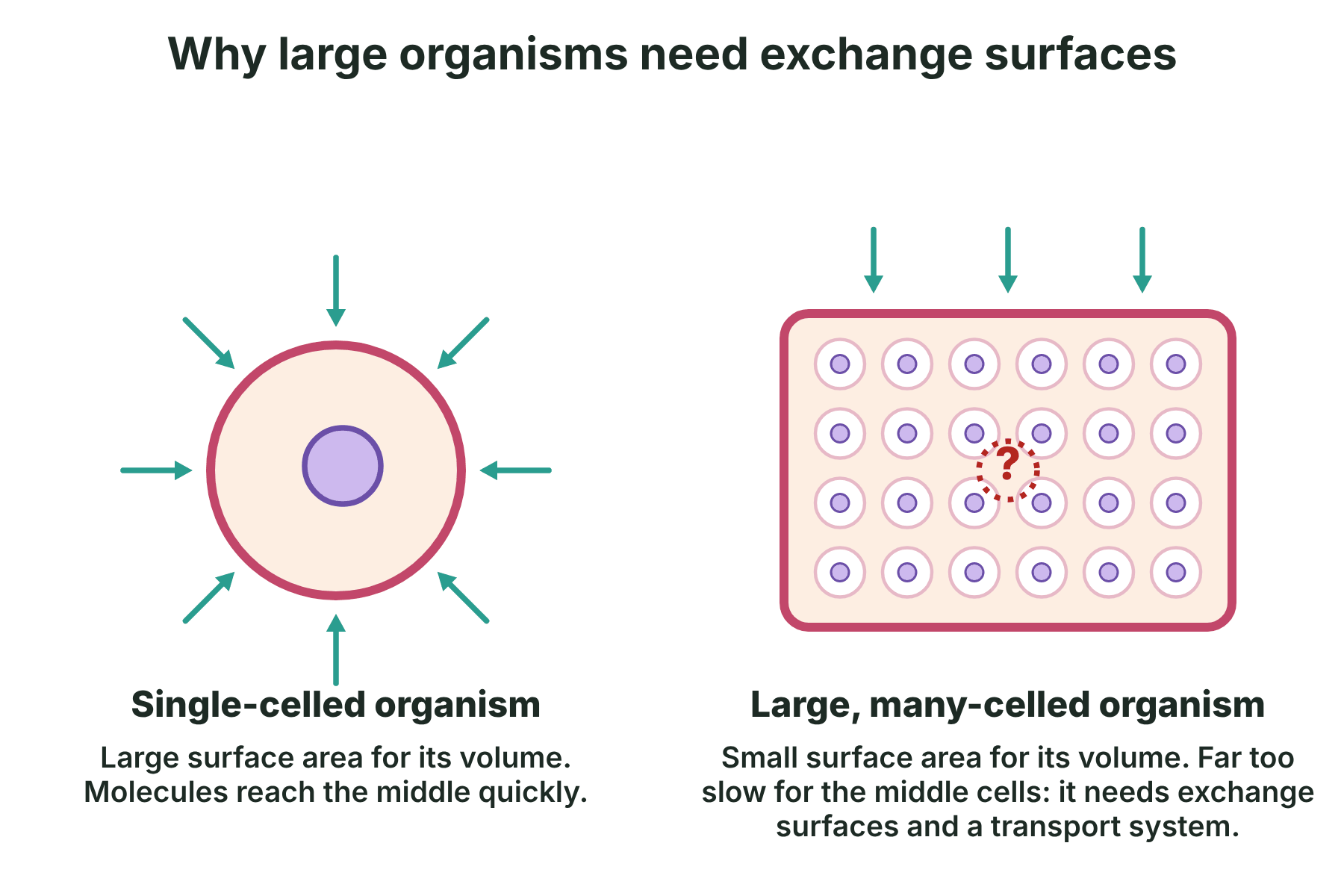A single cell with substances reaching the centre quickly beside a large block of cells where the middle cells are far from the surface.