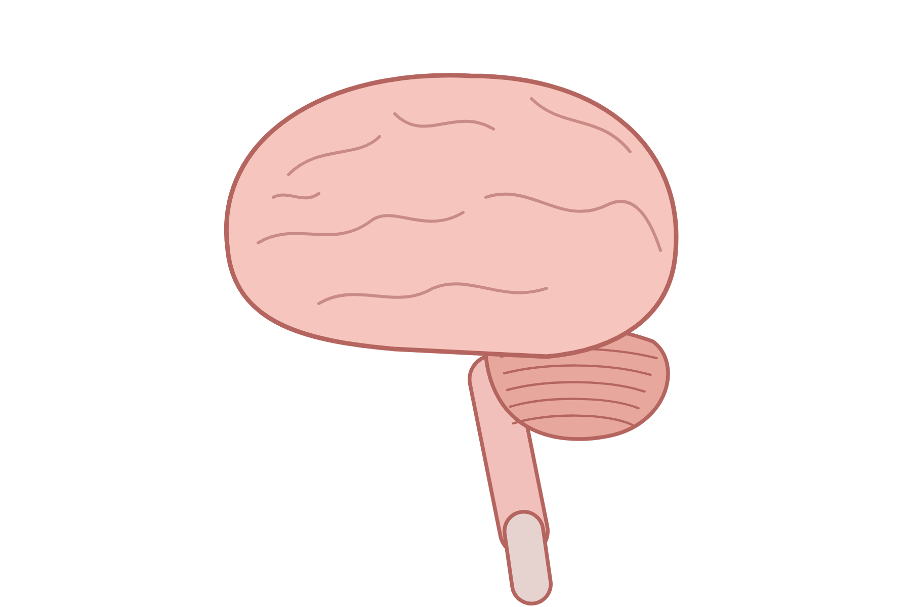 A brain in cross-section with no labels.