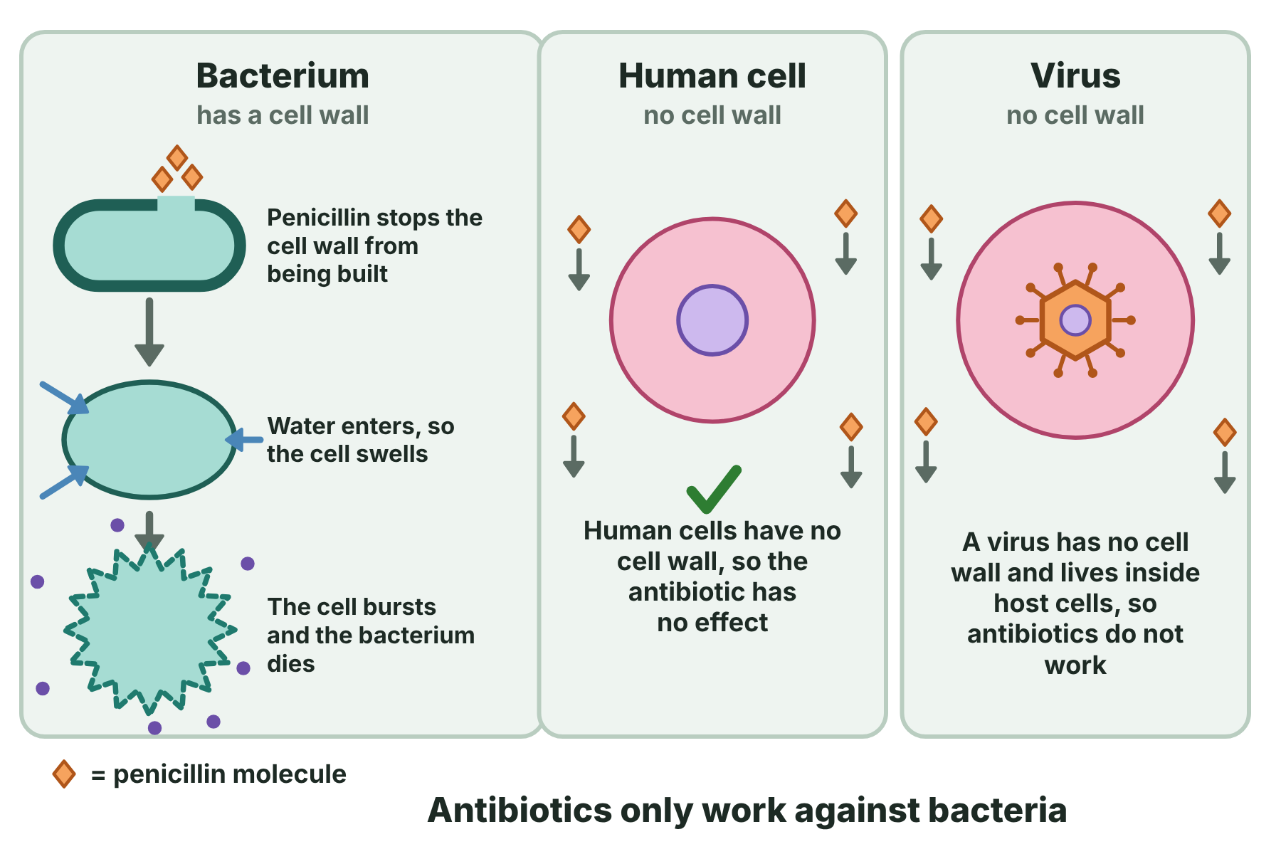 Penicillin stops a bacterium from building a cell wall, so that it bursts, but does not affect a human cell or a virus.