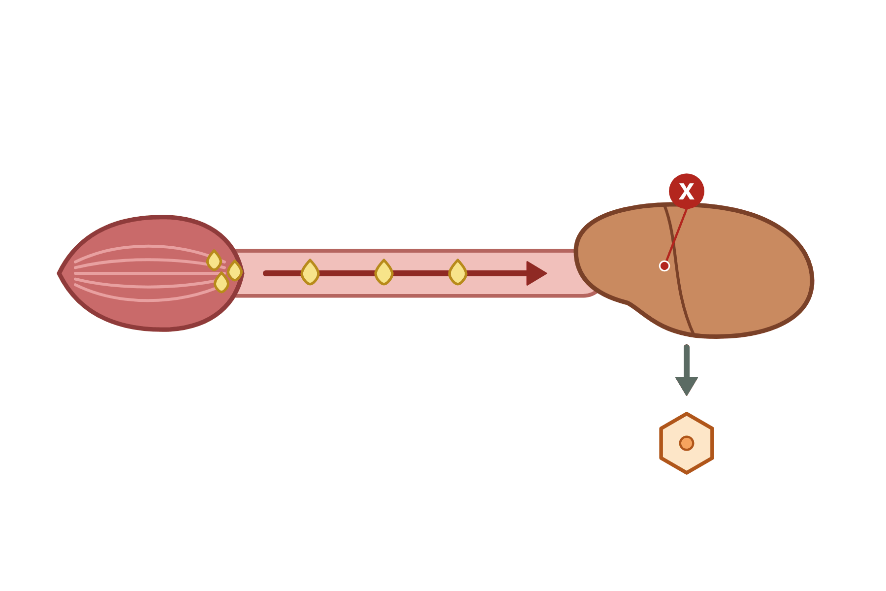 A muscle, a blood vessel and a liver with a pointer marked X to the liver.