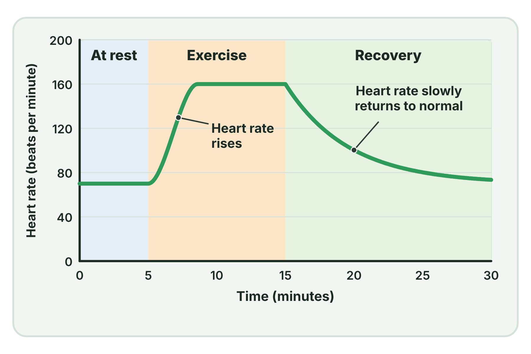 A graph of heart rate against time that is steady at rest, rises during exercise and falls slowly during recovery.
