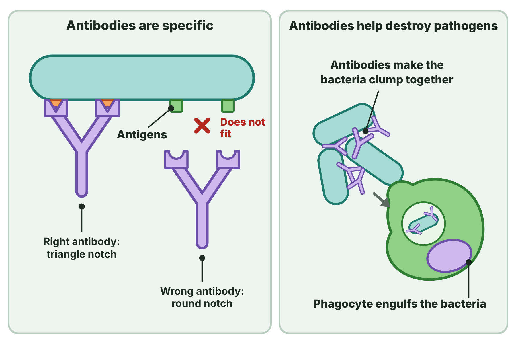 An antibody with a notch that fits one antigen on a bacterium, and antibodies clumping bacteria so that a phagocyte can engulf them.