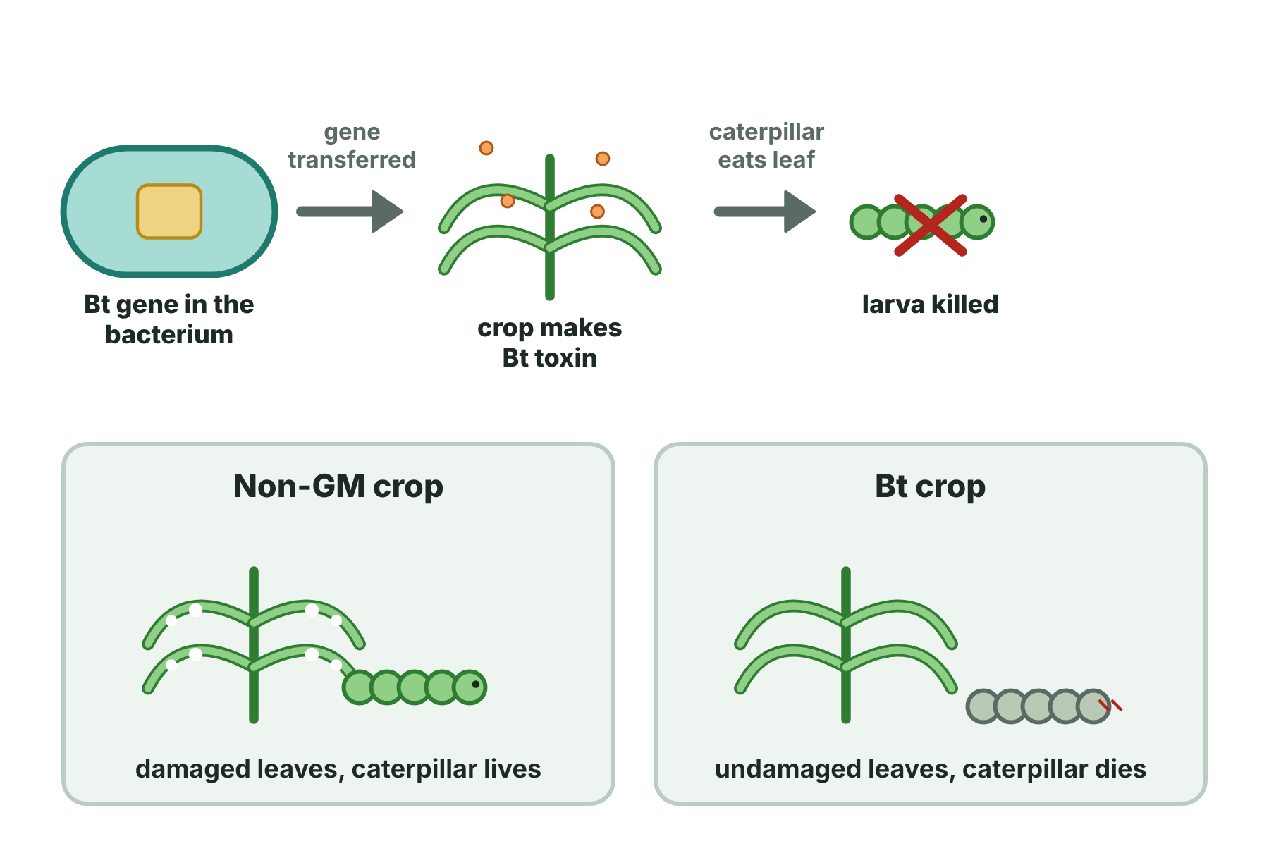 The Bt gene transferred from a bacterium to a maize plant, which makes a toxin that kills caterpillars, so that the crop is undamaged.