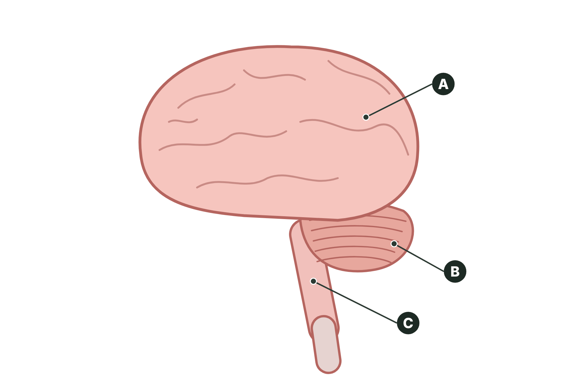 A brain in cross-section with three parts marked A, B and C.