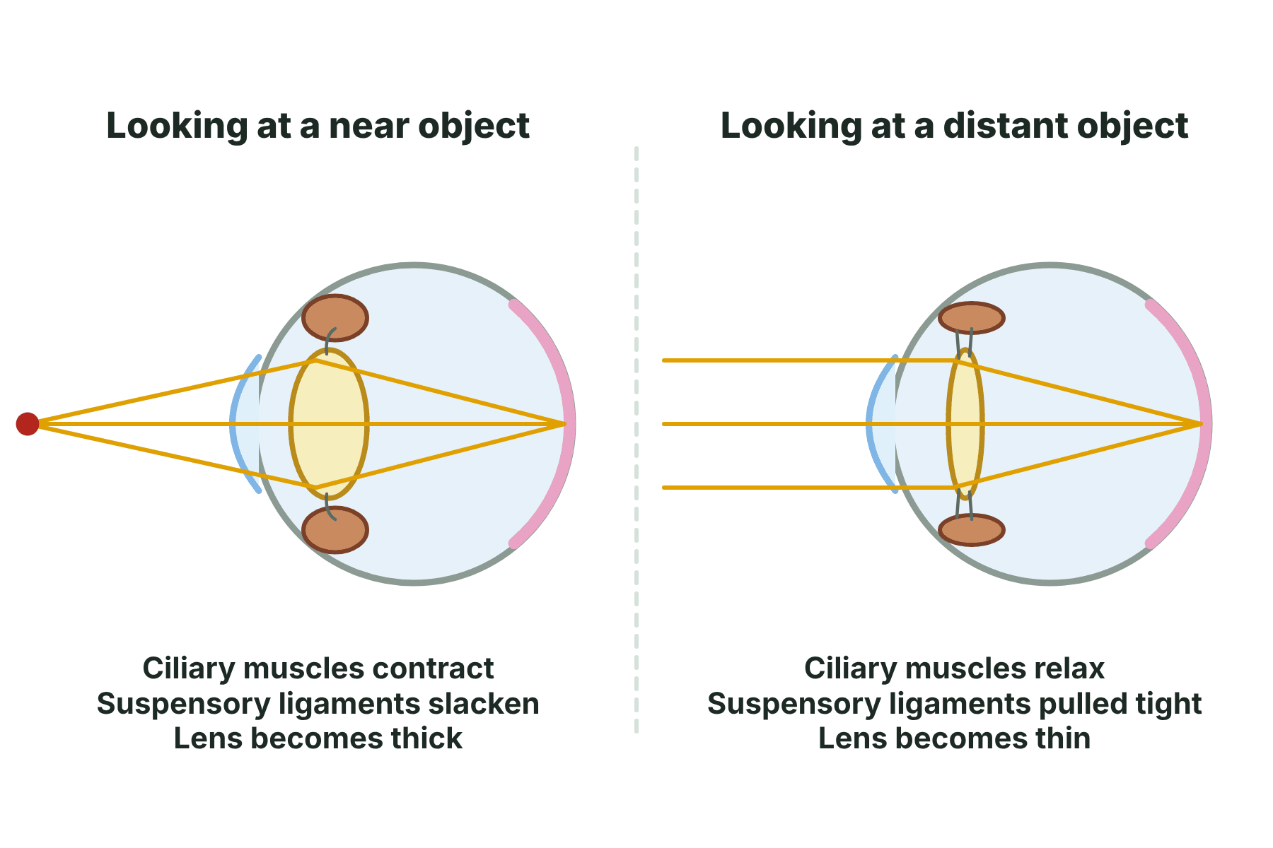 A near object focused by a thick lens and a distant object focused by a thin lens, with the ciliary muscles and suspensory ligaments shown.
