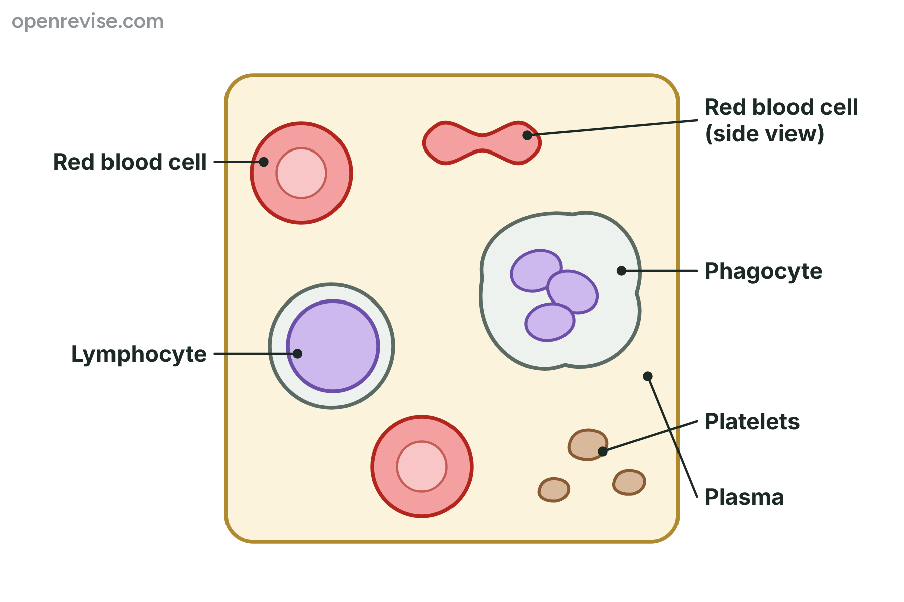 Blood cells in plasma: two red blood cells seen from above and one from the side, a phagocyte with a lobed nucleus, a lymphocyte with a large round nucleus and three small platelets.