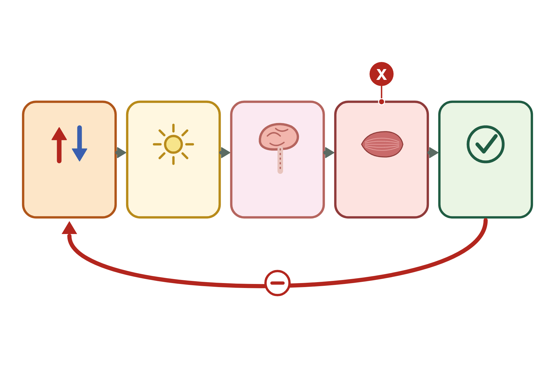 A negative feedback loop with a pointer marked X to the fourth box.