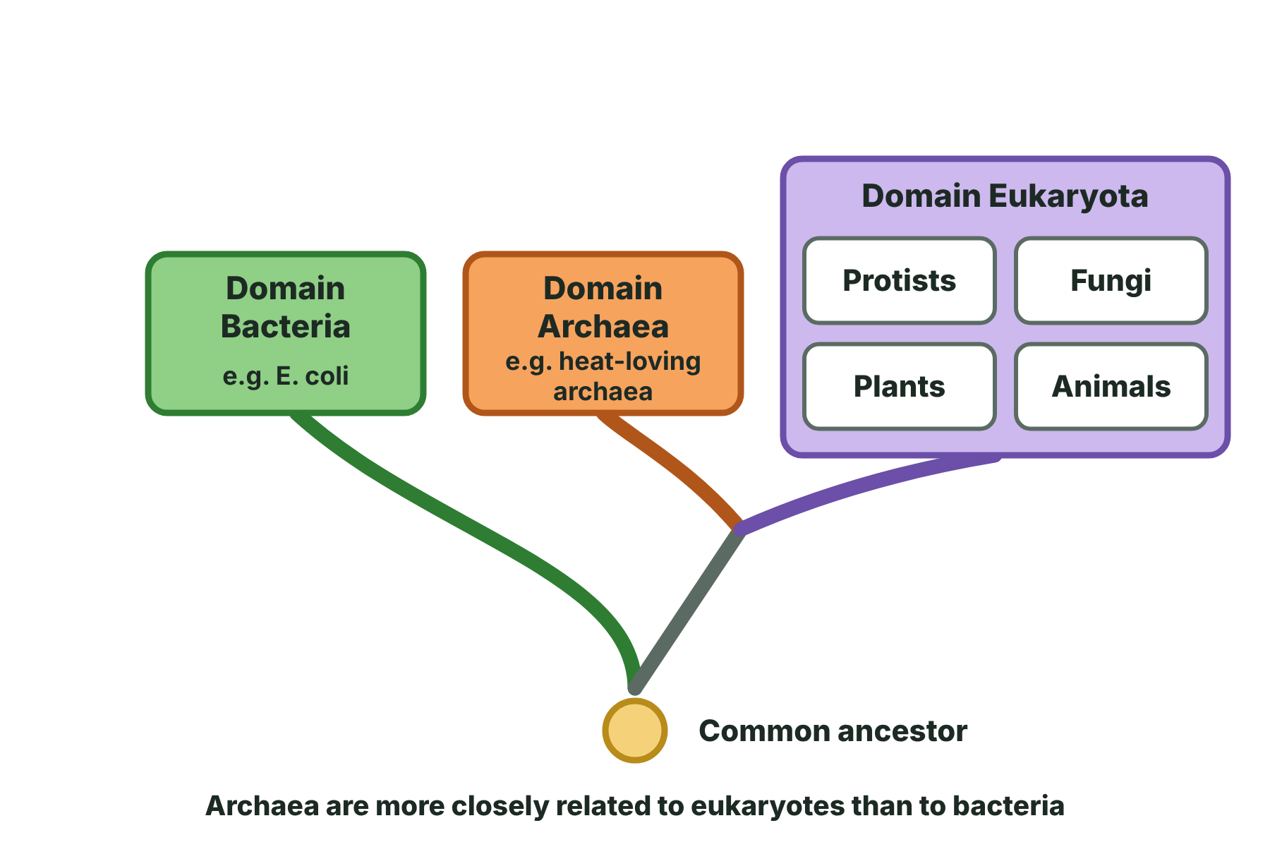 A tree showing the three domains, Bacteria, Archaea and Eukaryota, from a common ancestor, with the four eukaryote kingdoms inside Eukaryota.