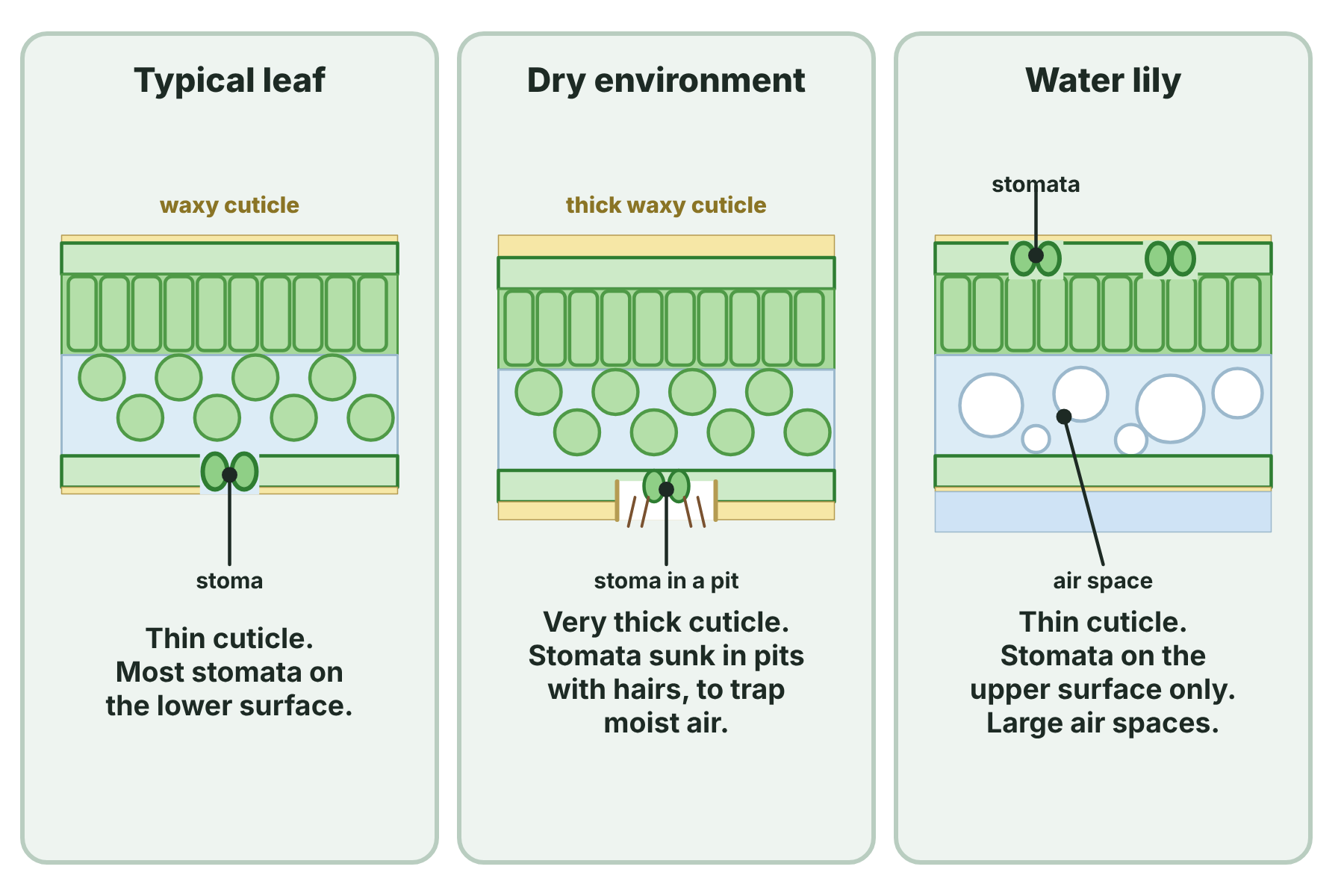 Cross-sections of a typical leaf, a leaf from a dry environment with a thick cuticle and sunken stomata, and a water lily leaf with stomata on the upper surface and large air spaces.