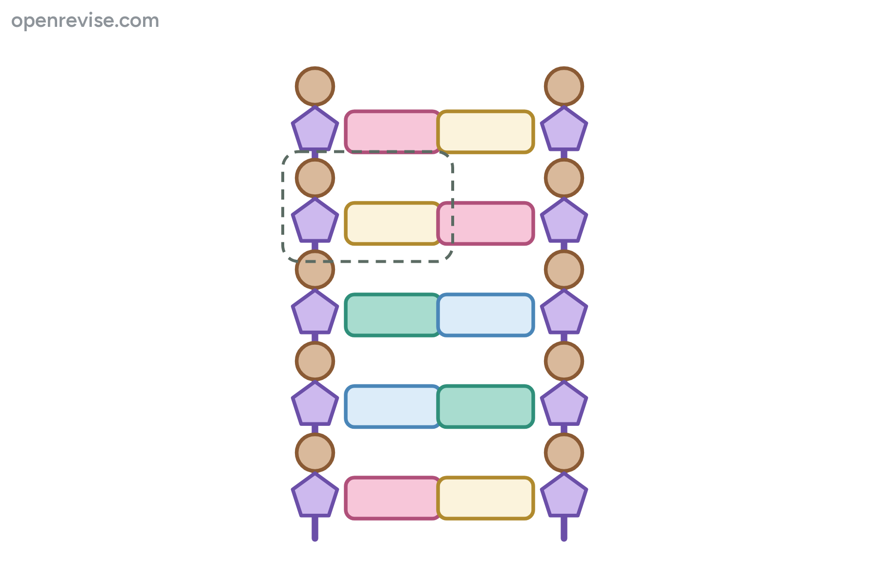 A DNA ladder with no labels.