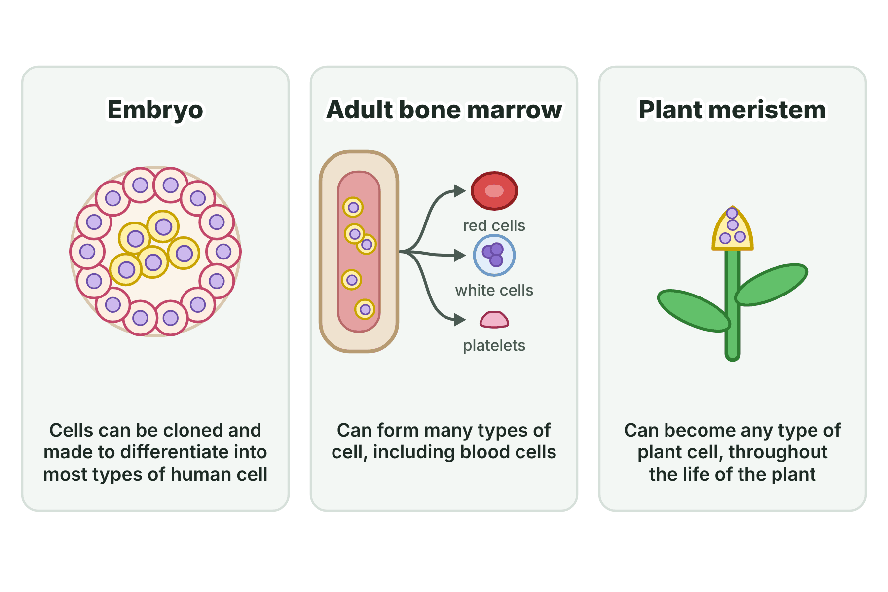 Three panels showing stem cells in an embryo, in bone marrow making blood cells, and in the growing tip of a plant.