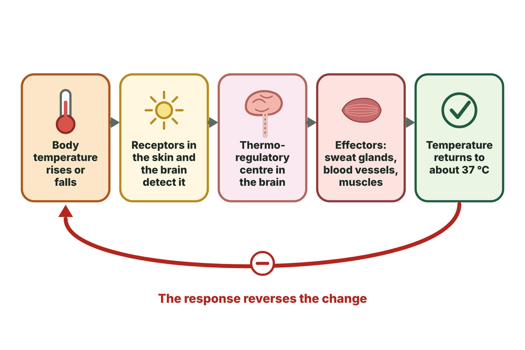 A flow chart from a change in body temperature to receptors, to the thermoregulatory centre, to the effectors, and back to about 37 degrees.