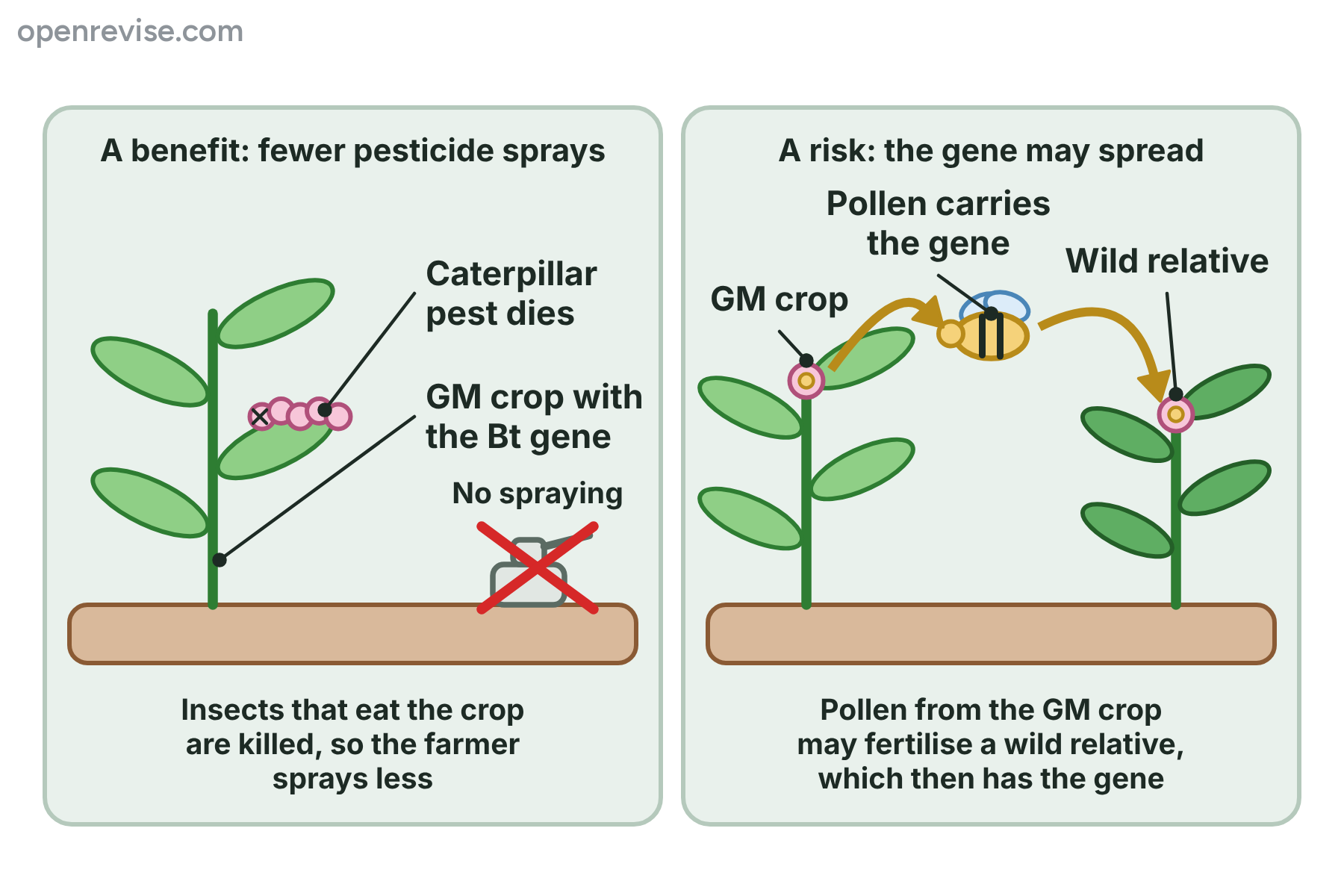A GM crop that kills caterpillars so that less spraying is needed, and a bee carrying pollen from a GM crop to a wild relative of the crop.