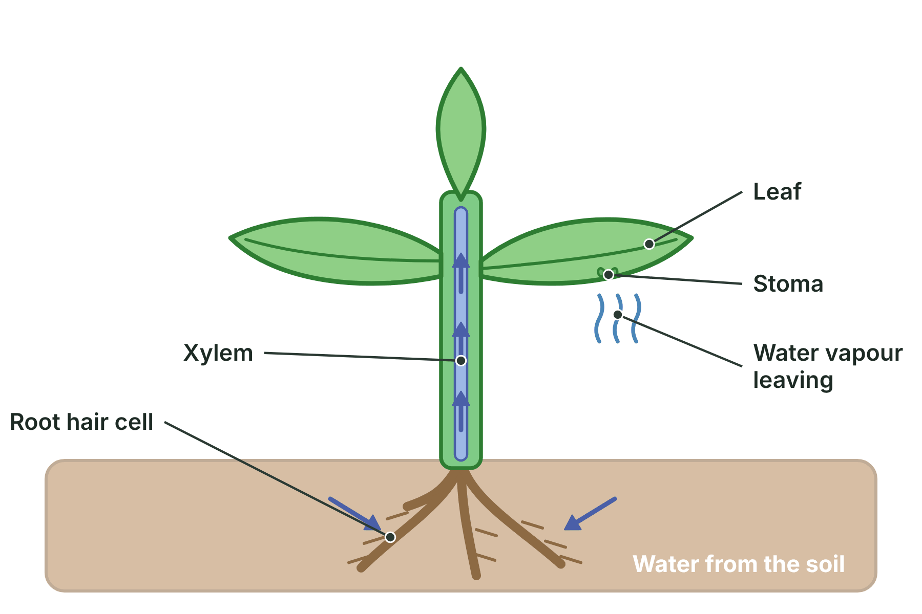 A plant with arrows showing water entering the root hairs, moving up the xylem and leaving the leaves as water vapour through the stomata.