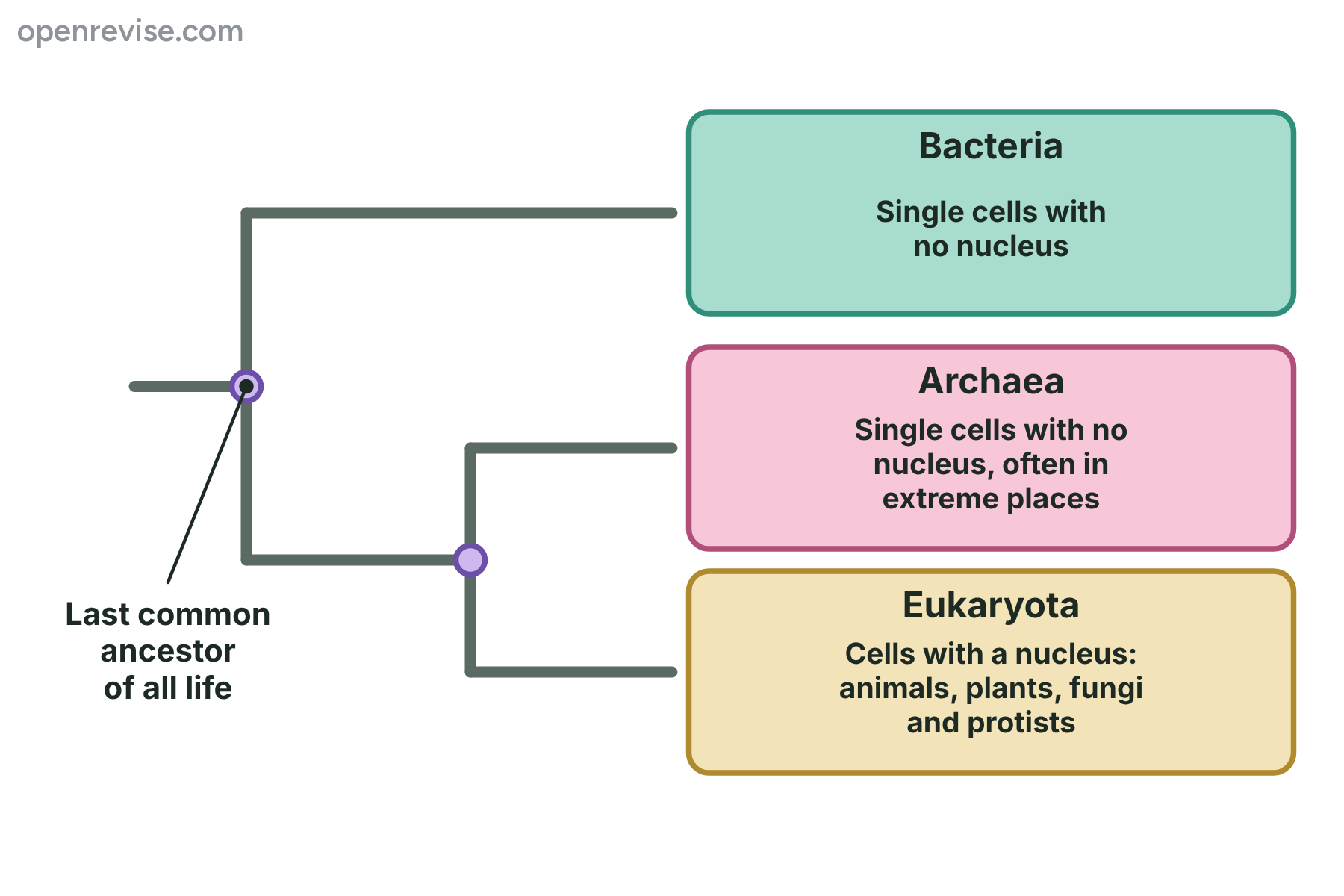 A tree showing that all living things share a common ancestor and are divided into the three domains Bacteria, Archaea and Eukaryota, with Archaea and Eukaryota more closely related to each other.