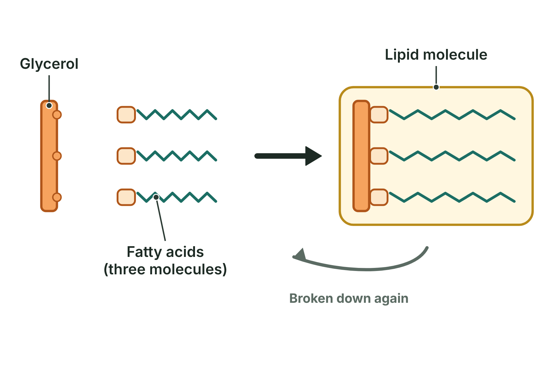 One glycerol molecule joined to three fatty acid molecules to make a lipid, with an arrow showing the lipid can be broken down again.