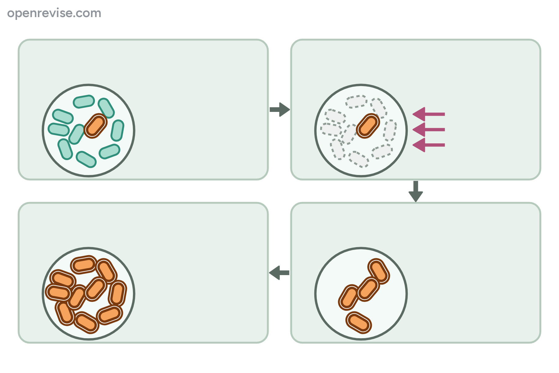 Four stages in a bacterial population exposed to an antibiotic, with no labels.