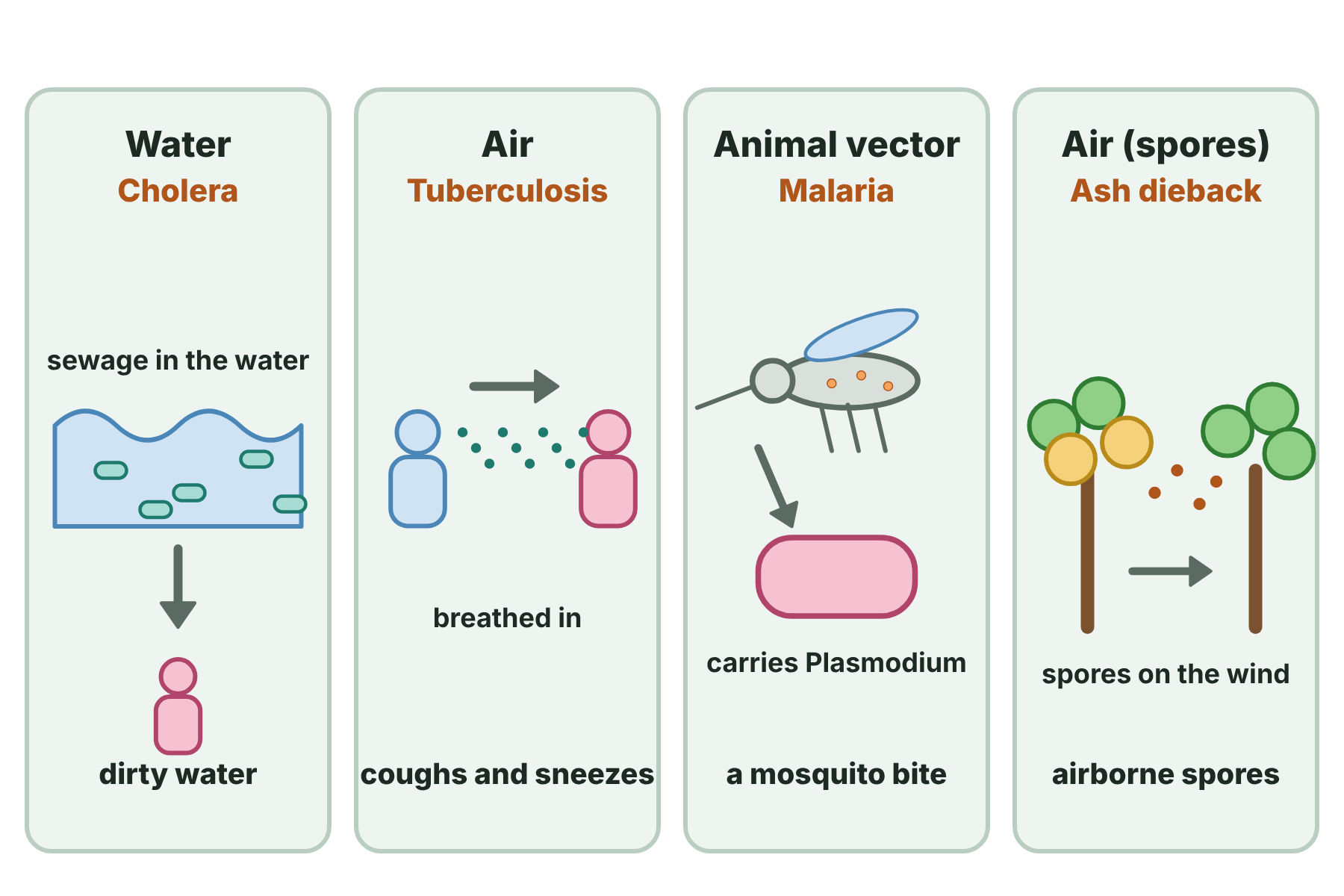 Four ways in which disease spreads: cholera in water, tuberculosis in the air, malaria by mosquitoes and ash dieback by spores in the air.
