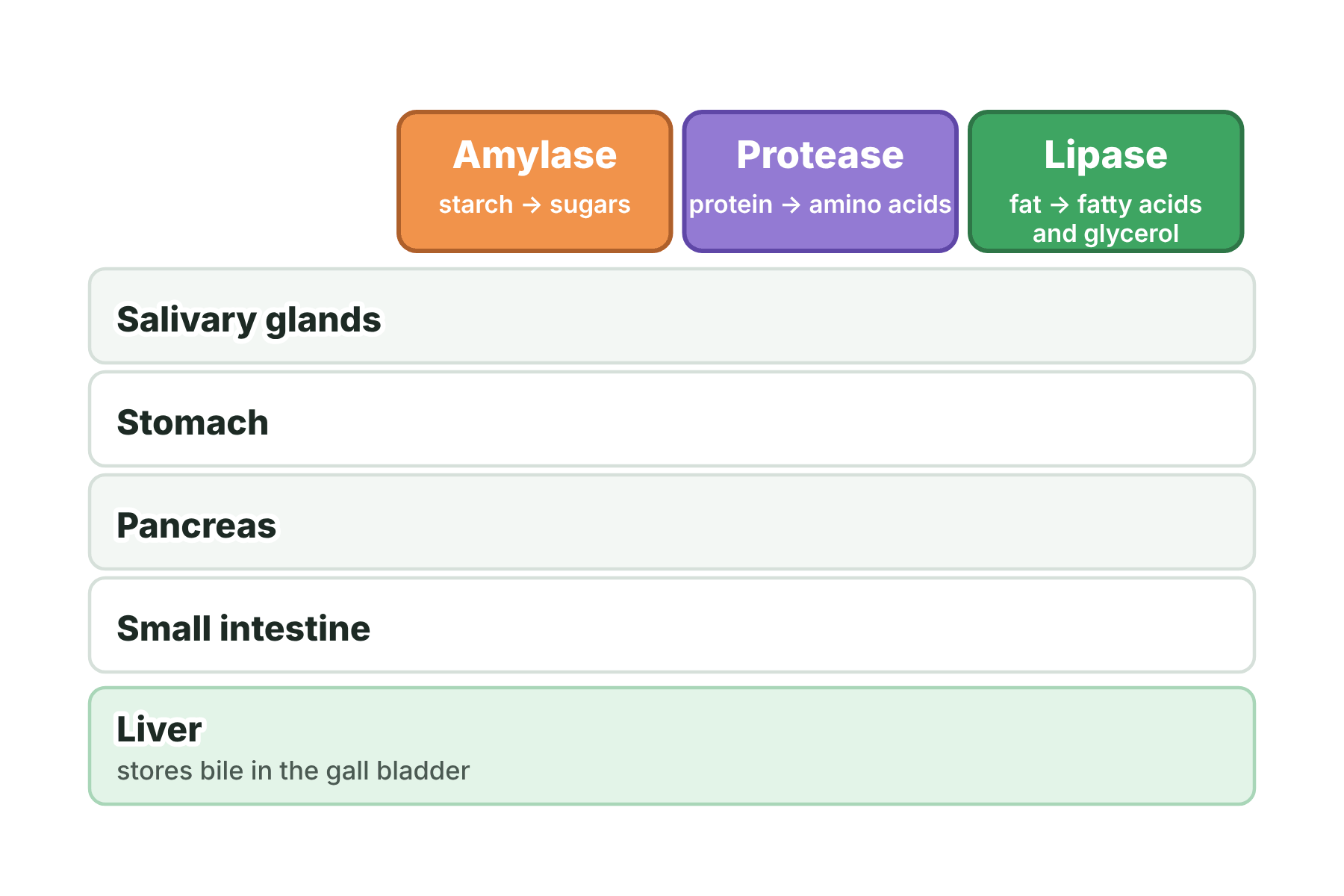A table of three enzymes and five organs with no ticks.