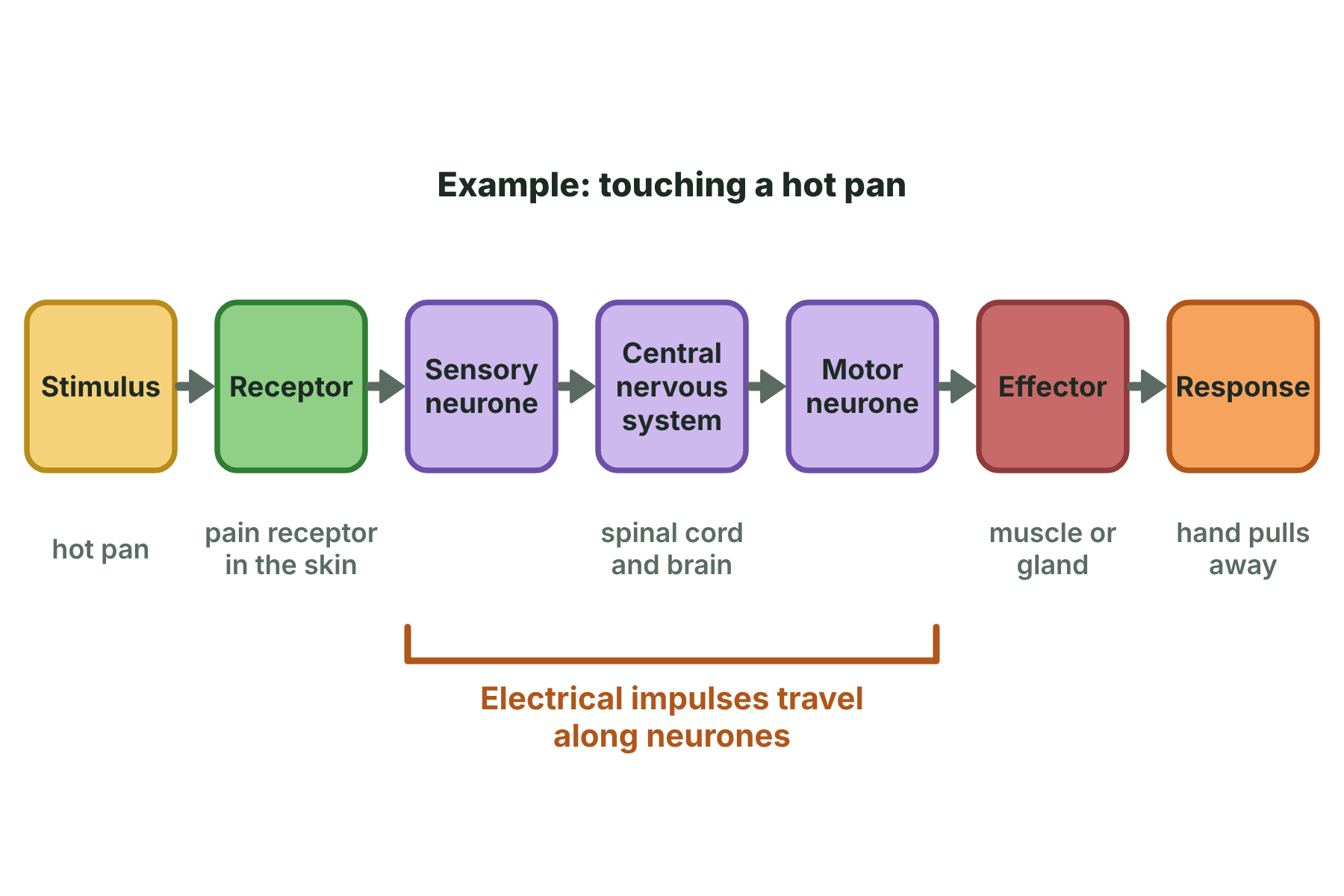 A flow chart from stimulus to receptor, sensory neurone, central nervous system, motor neurone, effector and response.