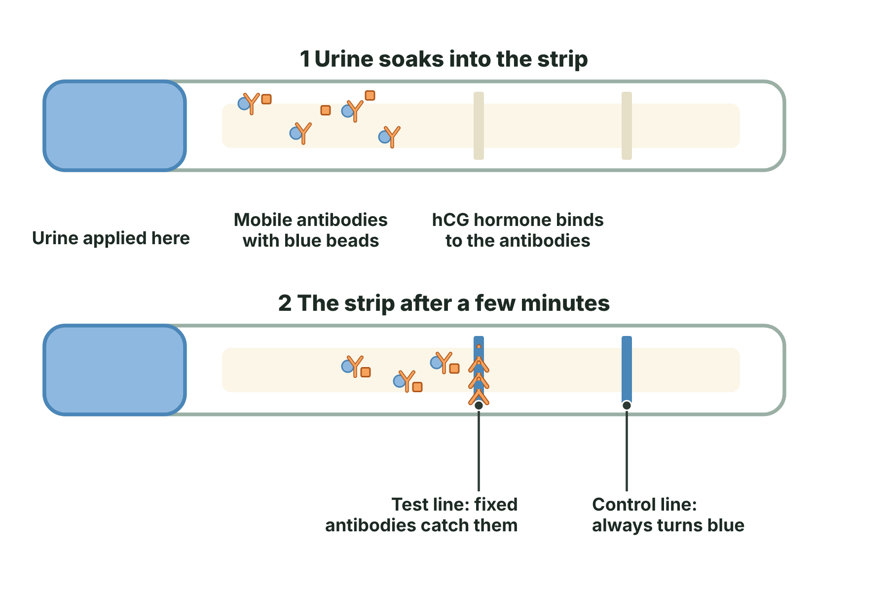 A pregnancy test strip showing urine carrying hCG and blue-bead antibodies along the strip to a test line, where fixed antibodies capture them and a blue line appears.
