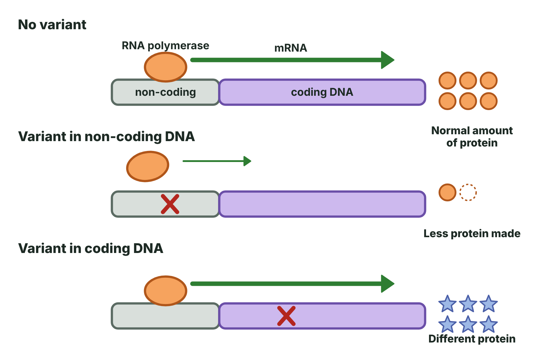 Three rows showing a normal gene, a variant in non-coding DNA that reduces the amount of protein, and a variant in coding DNA that changes the protein.