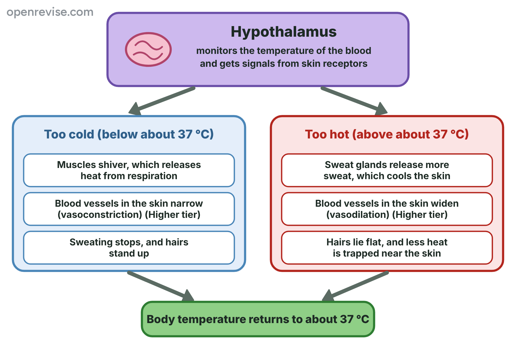 A flow chart in which the hypothalamus triggers shivering, vasoconstriction and less sweating when it is too cold, and sweating, vasodilation and flat hairs when it is too hot, so that the temperature returns to 37 degrees Celsius.
