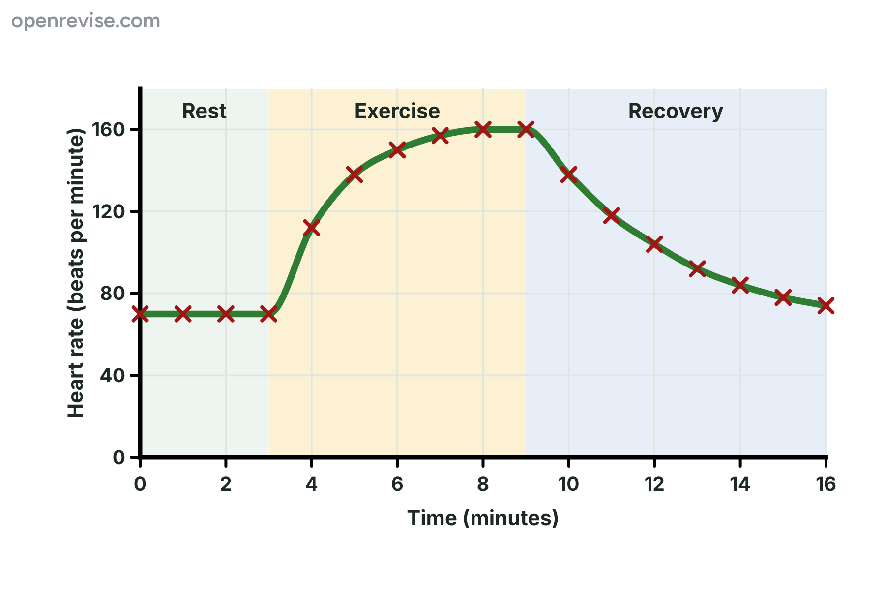 A graph of heart rate against time showing a resting rate of 70 beats per minute, a rise to 160 during exercise and a slow fall during recovery.