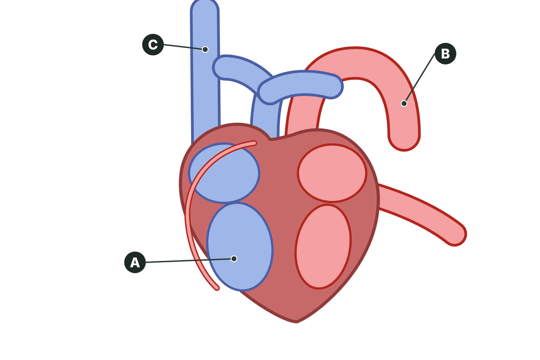 A heart with three parts marked A, B and C.