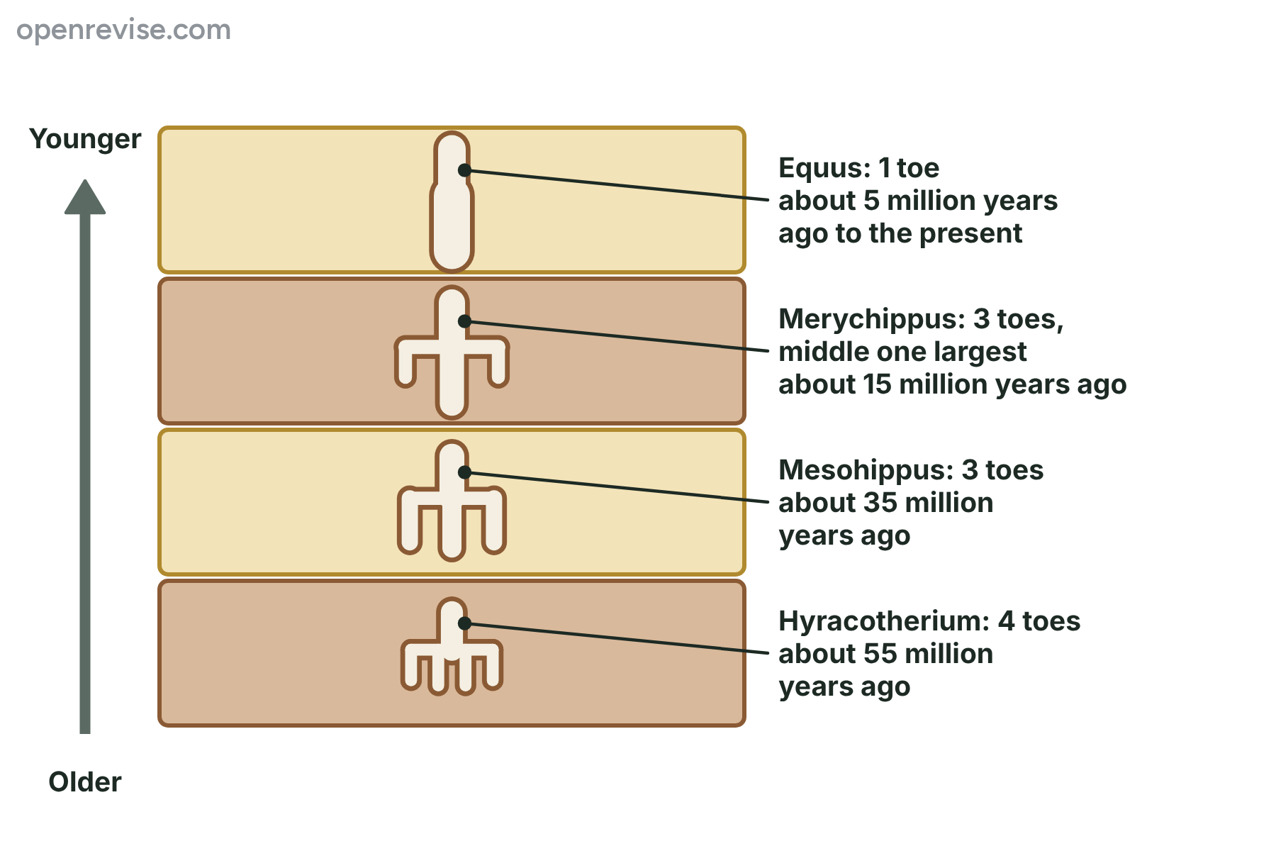 Four layers of rock with the foot bones of horse ancestors, showing the number of toes falling from four in the oldest layer to one in the youngest.