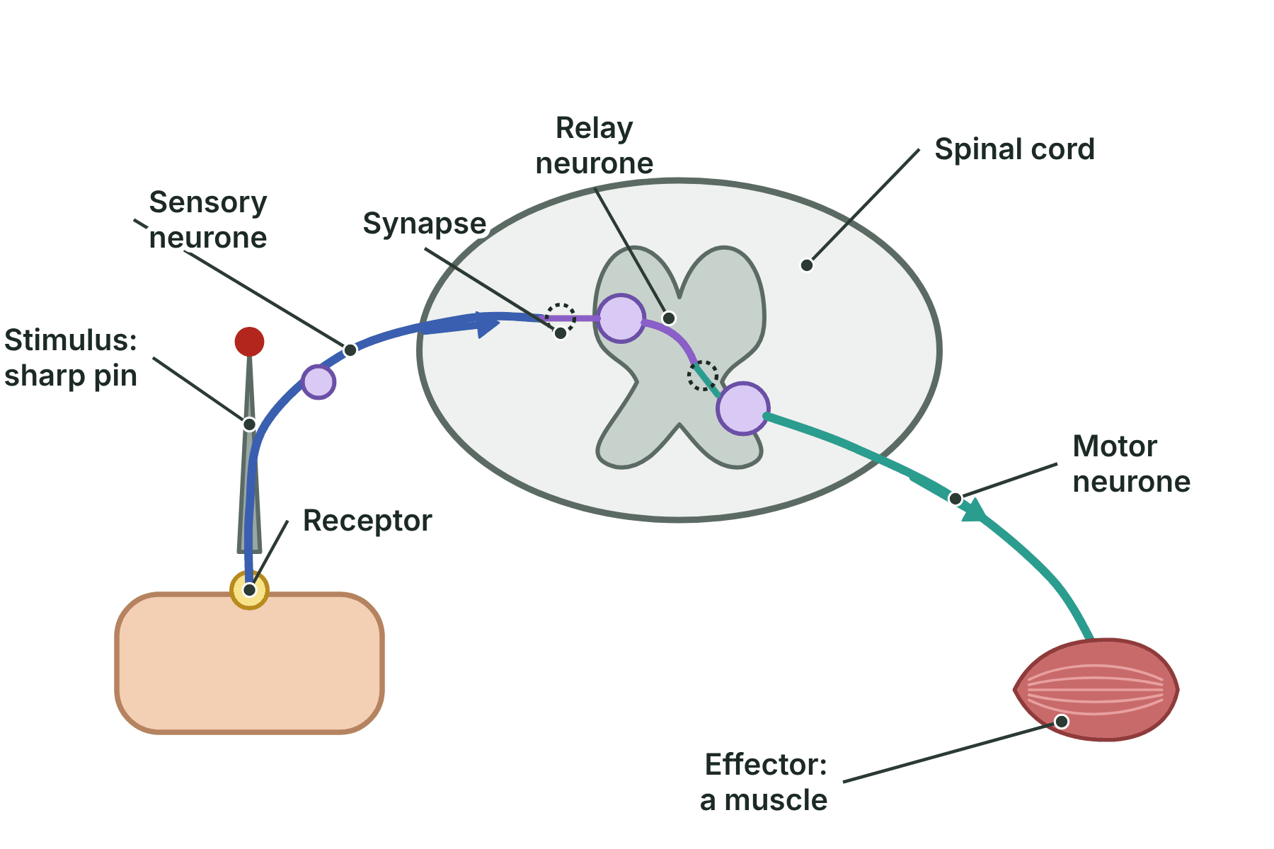 A reflex arc from a pin on a finger, along a sensory neurone to the spinal cord, through a relay neurone, and out along a motor neurone to a muscle.