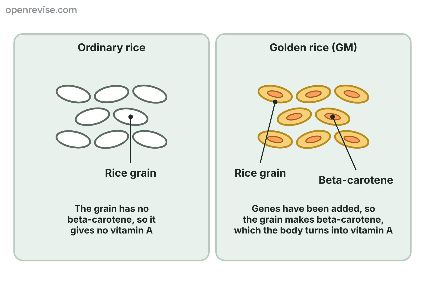 Plain white rice grains with no beta-carotene beside golden rice grains that contain orange beta-carotene.