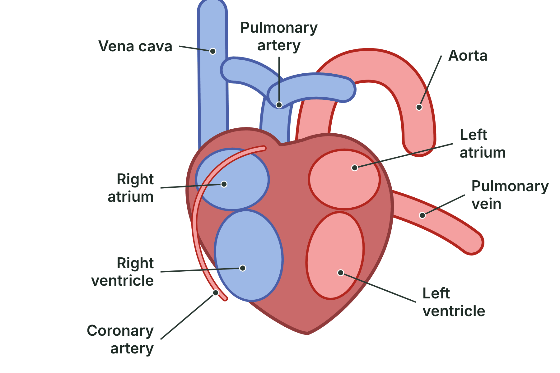 A labelled diagram of the heart showing its four chambers, the vena cava, aorta, pulmonary artery, pulmonary vein and a coronary artery.