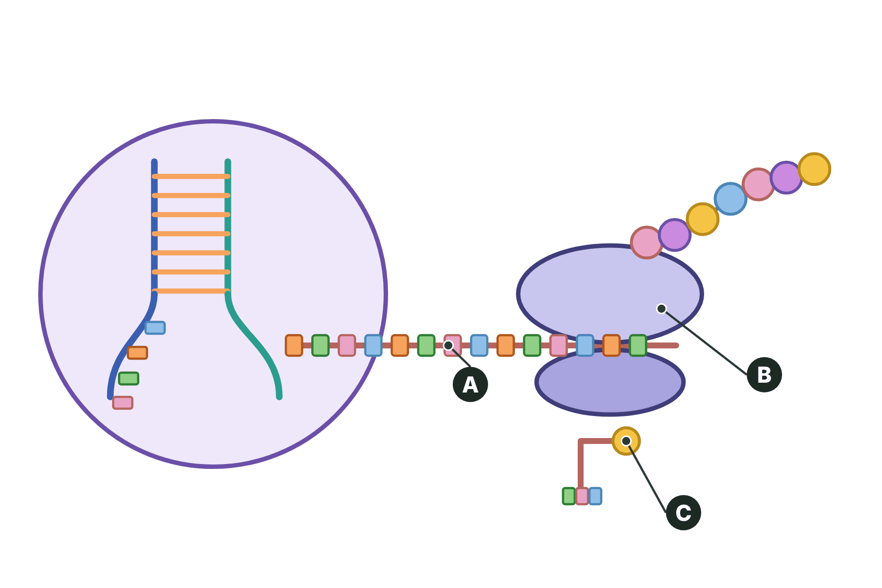 Protein synthesis with the mRNA, a ribosome and tRNA marked A, B and C.