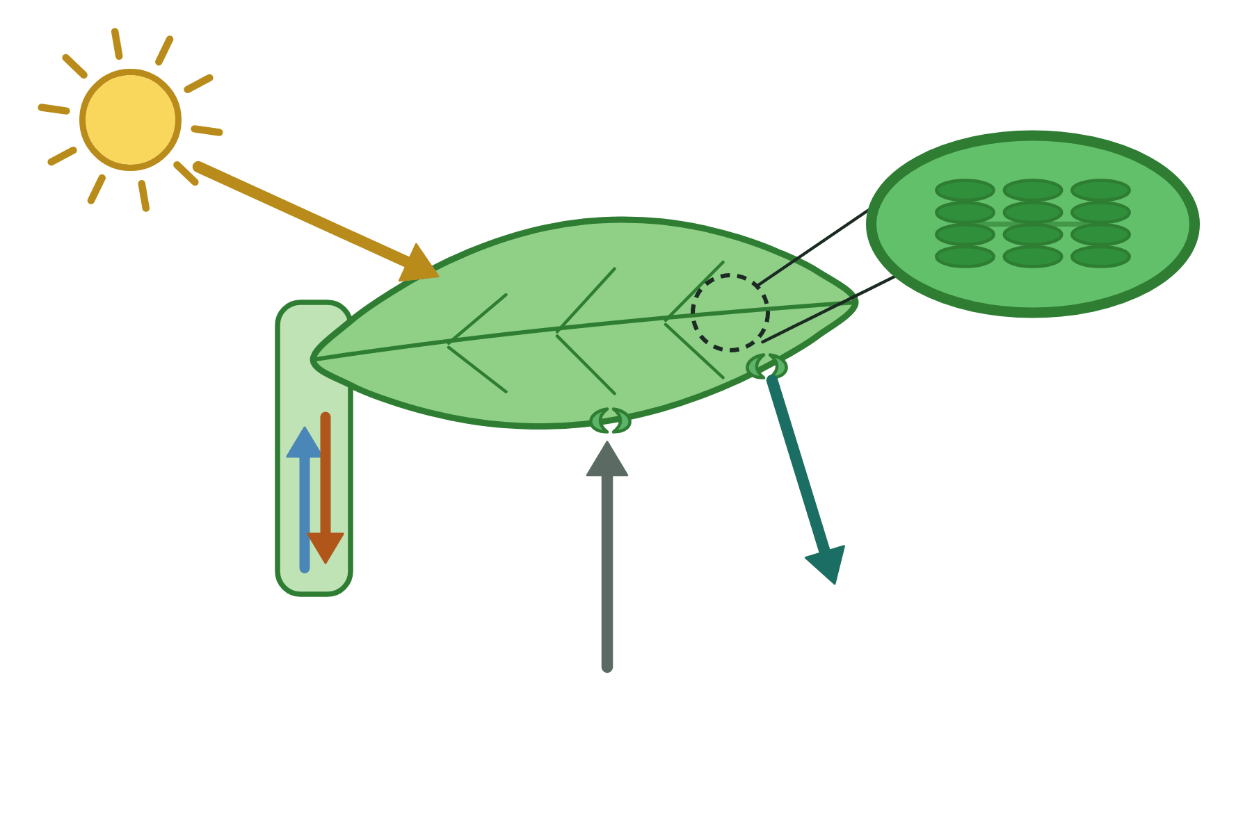 A leaf with arrows and no labels.