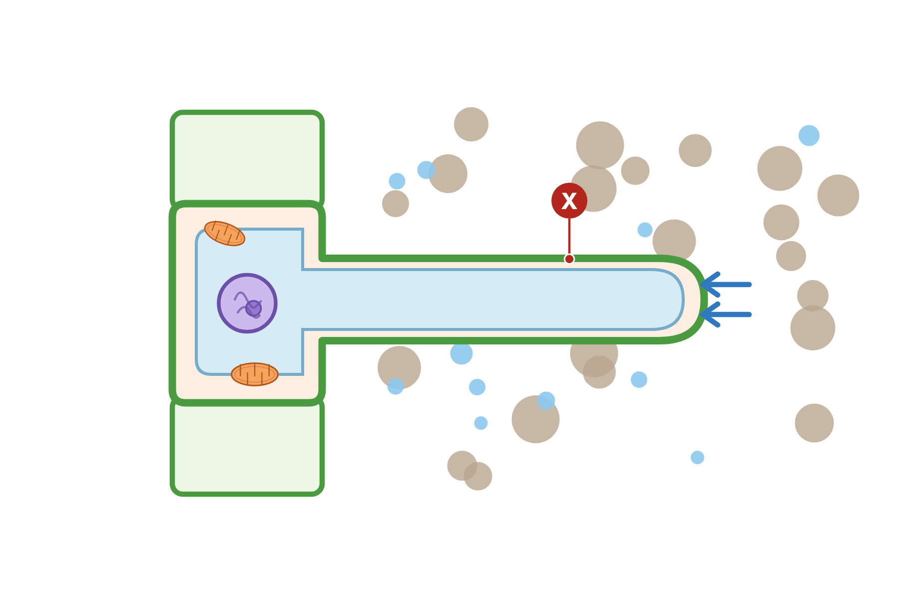 A root hair cell with a pointer marked X to the long root hair.
