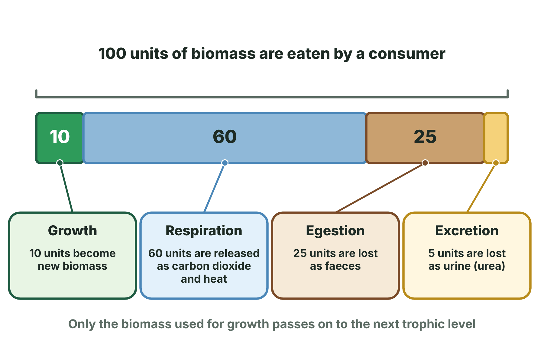 A stacked bar showing that, of 100 units of biomass eaten, 10 become new biomass and 90 are lost by respiration, egestion and excretion.