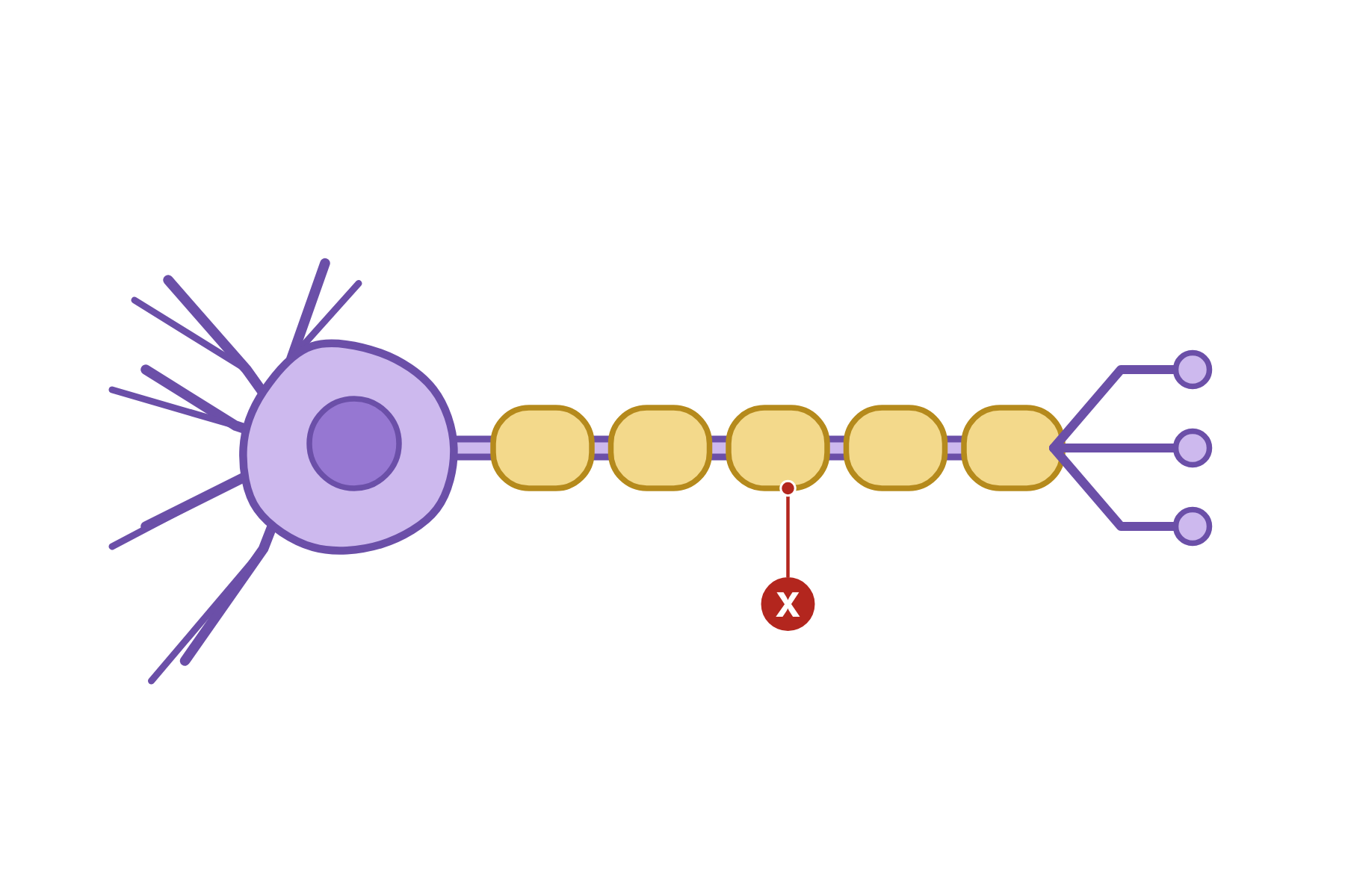 A nerve cell with a pointer marked X to a segment of the myelin sheath.