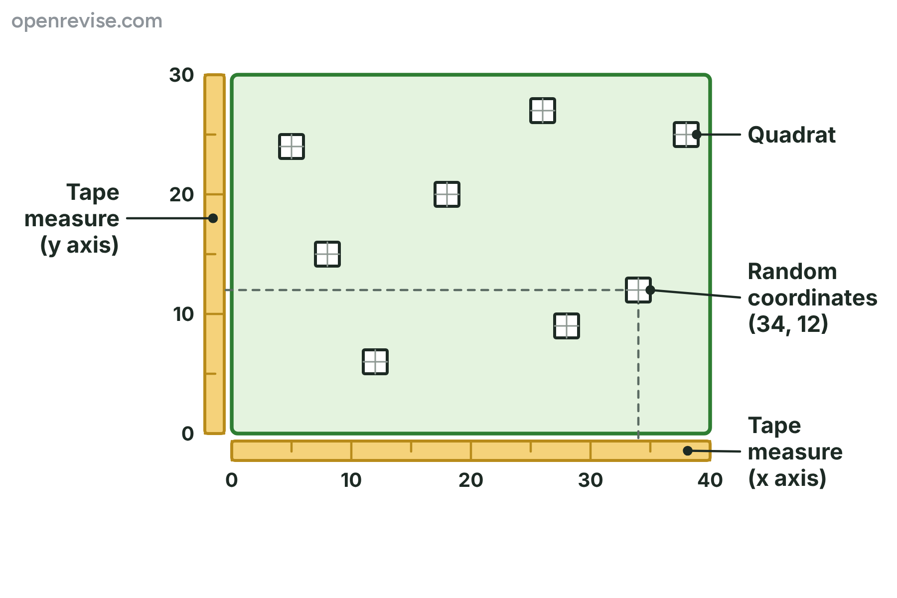 A rectangular study area with two tape measures along its edges and eight quadrats at random coordinates, one with dashed lines showing its coordinates.