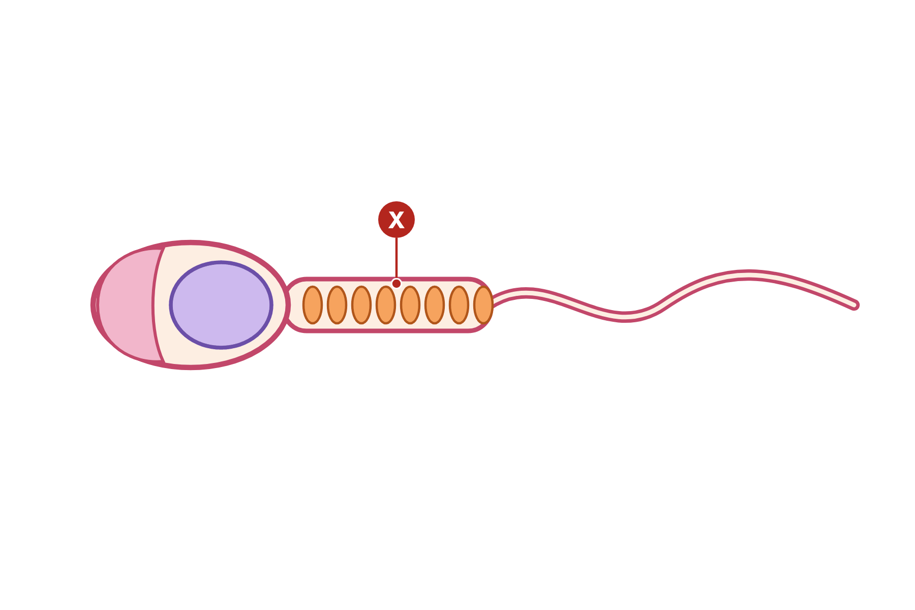 A sperm cell with a pointer marked X to the middle section.